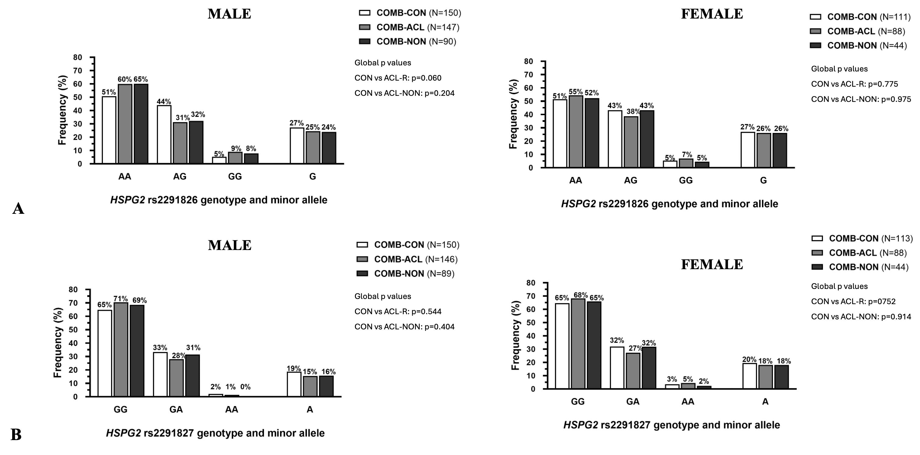 The distribution of genotype and allele frequencies of two HSPG2 variants are shown for the anterior cruciate ligament rupture and the control groups of female and male participants.