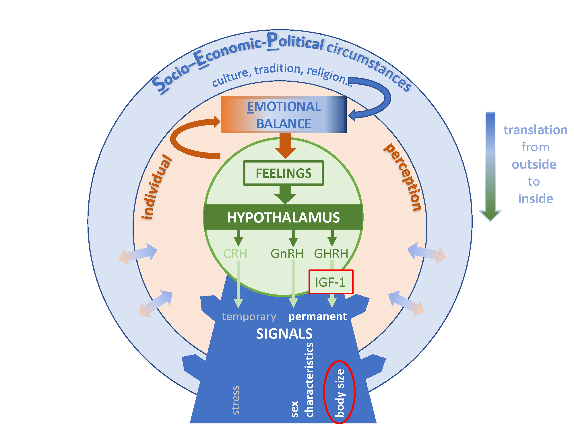 The figure illustrates the translation of the socio-cultural exposome via individual perception in to the neuronal-endocrine signals in human growth.